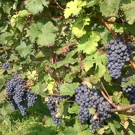 Apartament In Hahnheim, Rheinhessen